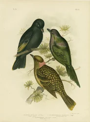 Calornis brillante o estornino metálico o estornino brillante, 1891